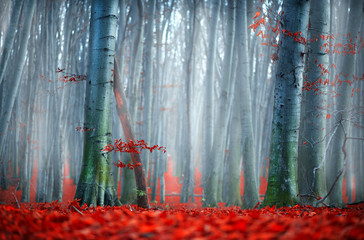 Fall. Autumn landscape. Beautiful autumnal park with bright red leaves and old dark trees. Beauty...