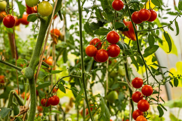 Obraz premium tomatoes