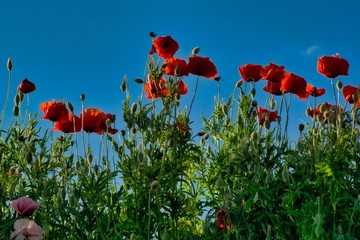 kwitnące maki na niebieskim tle nieba © Jarek Witkowski