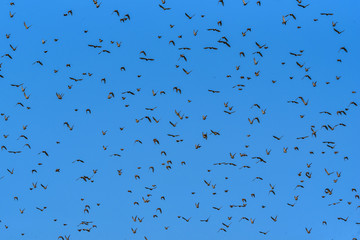 a flock of birds against the sky