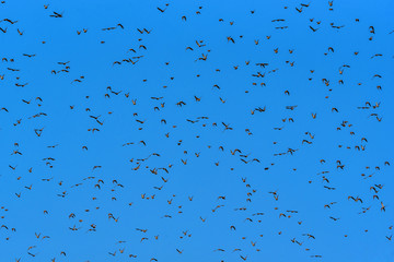 a flock of birds against the sky