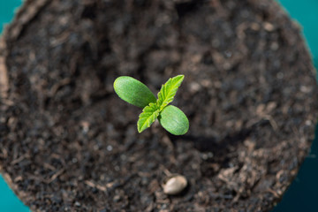 cannabis seedling in a turf pot