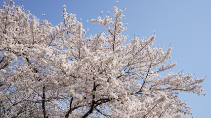 庄内通公園　桜2018