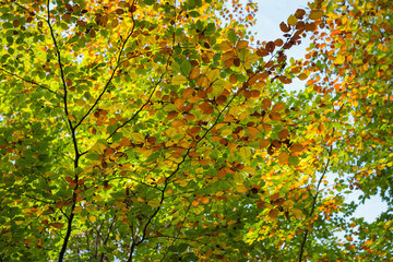 Turning leaves in a forest in autumn