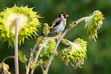 colorful goldfinch on ripe sunflowers