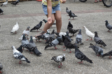 People and children are playing and feeding pigeons in chiangmai, thailand, August 24 2018