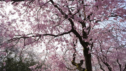 庄内通公園　桜2018