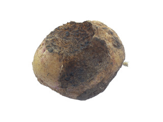 Potato diseases: potato damaged by a Mole cricket (Gryllotalpidae). Mole cricket ate potatoes. Isolated on white.