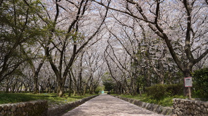 庄内通公園　桜2018