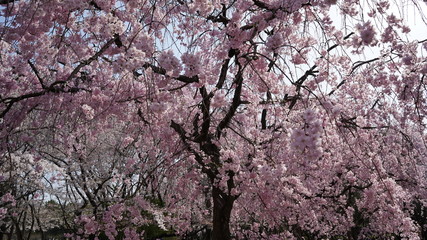 庄内通公園　桜2018