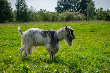 a goat grazing on a lawn in summer
