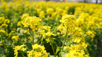 桜と菜の花