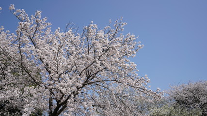 庄内通公園　桜2018