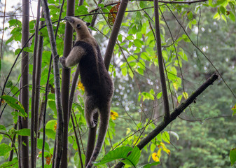 Naklejka premium Ameisenbär