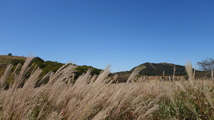 霧ヶ峰高原　すすき