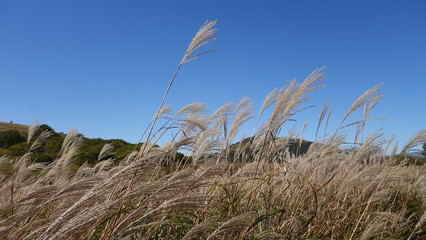 Obraz premium 霧ヶ峰高原 すすき