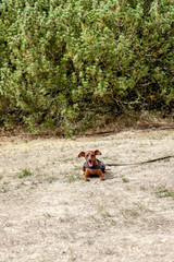 Young brown Miniature Pinscher on dry grass