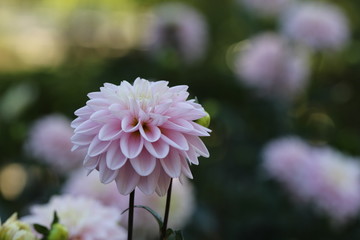 dahlia