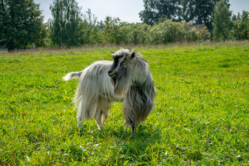 a goat grazing on a lawn in summer