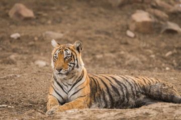 Fototapeta na wymiar A beautiful tigress of ranthambore national park, India