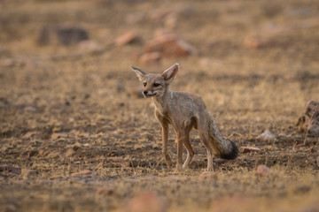 A fox pup  Vulpes bengalensis at Ranthambore National Park