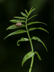 lady bug on green leave