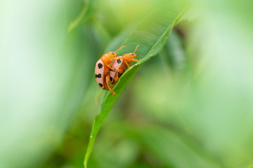 Ladybugs breeding on the leave