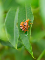 Ladybugs breeding on the leave
