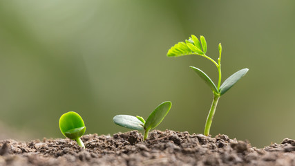 Agriculture planting seeding growing,  Business growht up concept