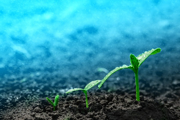 seedling growing on the ground in the rain.