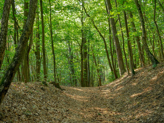 Fototapeta premium Waldspaziergang