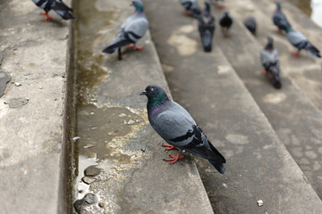 Pigeons and doves constitute the bird family Columbidae and the order Columbiformes, which includes about 42 genera and 310 species. The related word 