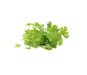 coriander isolated on white background with clipping part