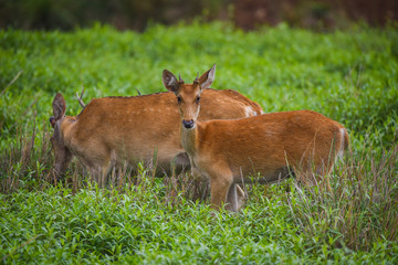 barasingha or swamp deer portrait in meadows of kanha national park - Rucervus duvaucelii