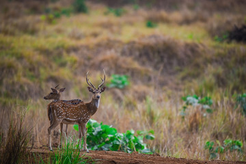 spotted deers in kanha meadows