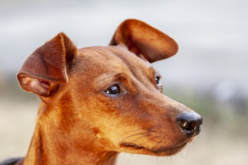 Close up of brown miniature pinscher