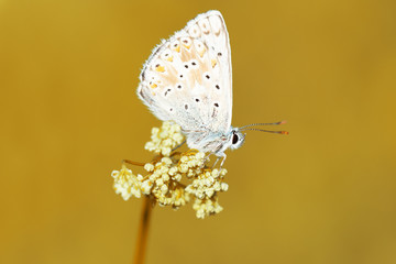 Schmetterling / Hauhechel-Bläuling
