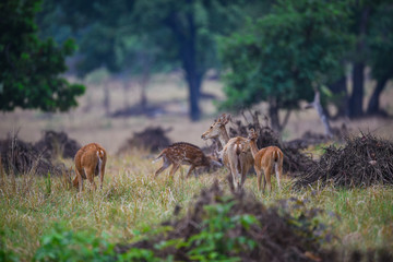A barasingha in kanha meadows