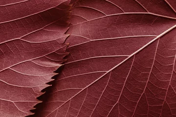 Fotobehang Macrobeeld van rode bladeren, natuurlijke achtergrond © Allusioni