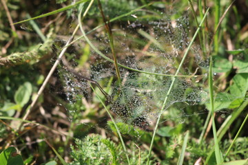 Spiderweb in droplets of dew
