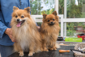 Pair of cute smiling Pomeranian German Spitz dog are standing on the grooming table.