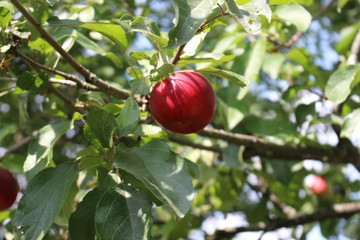 Ripe red apples