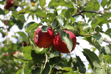 Ripe red apples