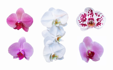 Orchid set with clipping path