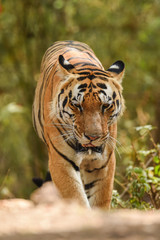 A male tiger on territory marking in morning safari at kanha tiger reserve
