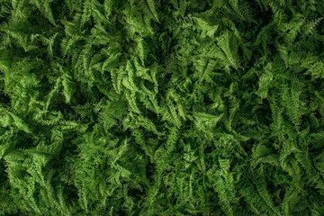 young green leaves fern, view from above