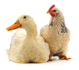 White duck and chicken.