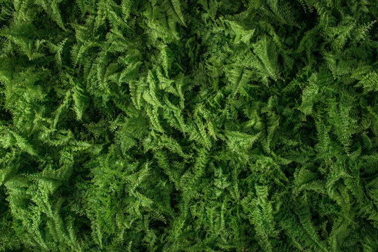 young green leaves fern, view from above © Andrey