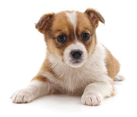 Brown beautiful puppy.