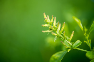 green leaves for background
